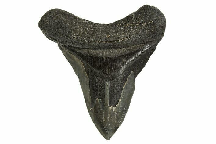 Fossil Megalodon Tooth - Pathological Root #329845